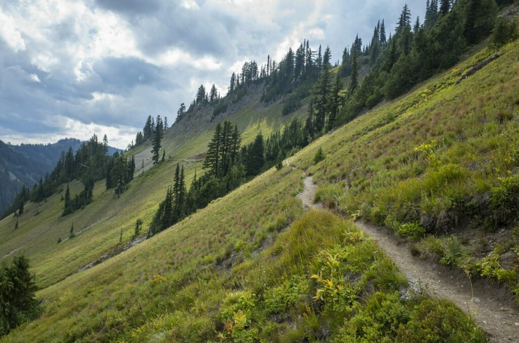 View of the Pacific Crest Trail in alpine meadow, Goat Rocks Wilderness, Gifford Pinchot National